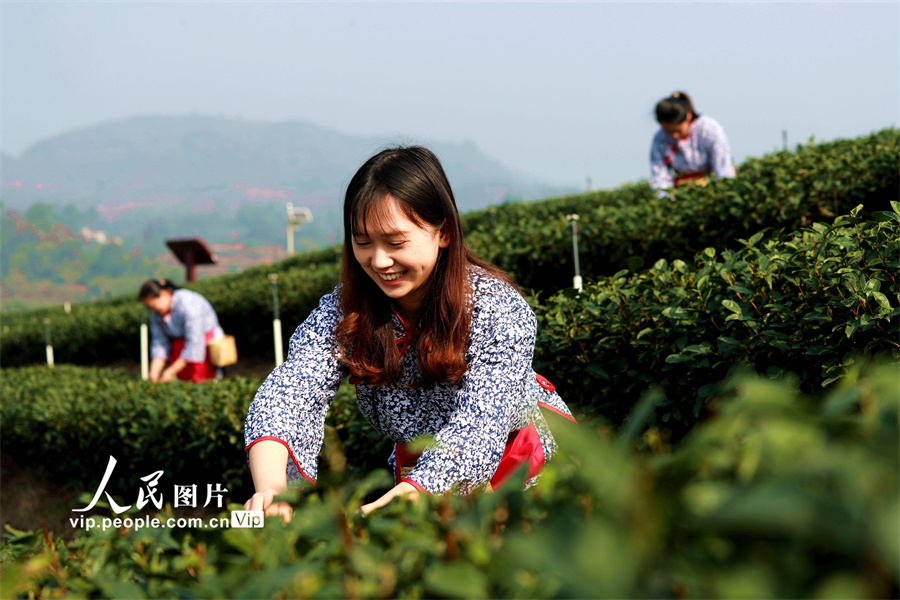 采茶姑娘在四川省泸州市纳溪区护国镇梅岭村特早茶基地忙着采摘新芽。