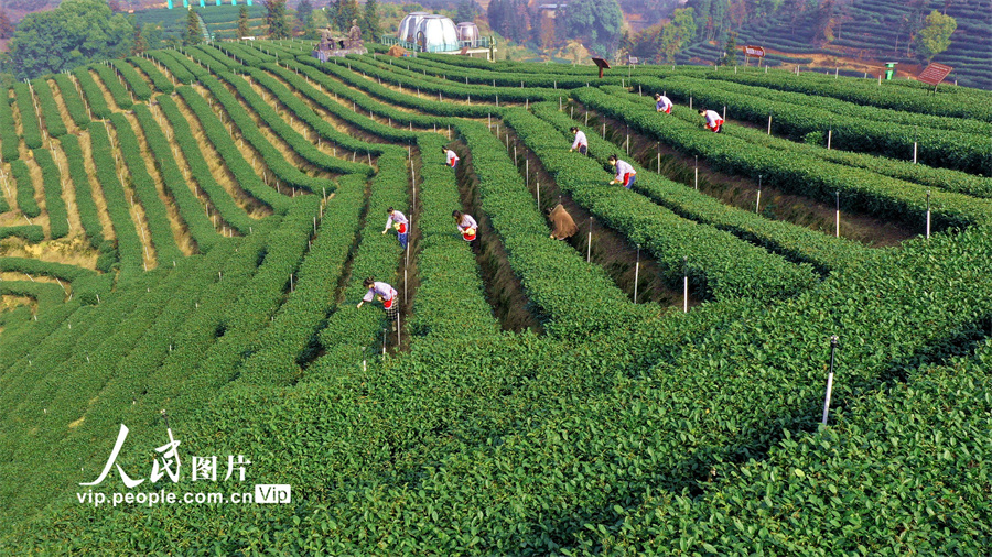 采茶姑娘在四川省泸州市纳溪区护国镇梅岭村特早茶基地忙着采摘新芽。