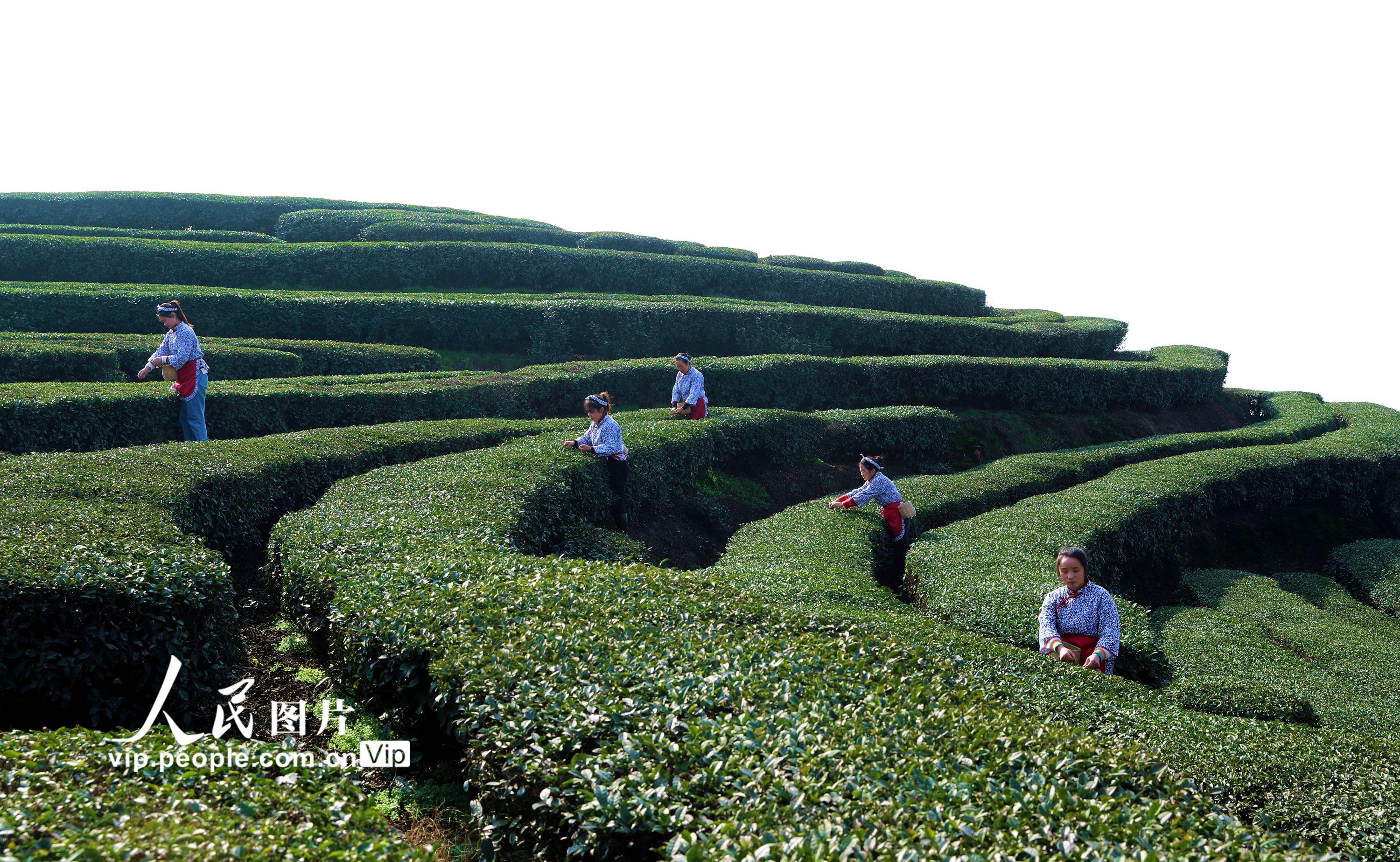 2023年1月29日，茶农在四川省泸州市纳溪区护国镇梅岭村长坡茶园采摘春茶。 