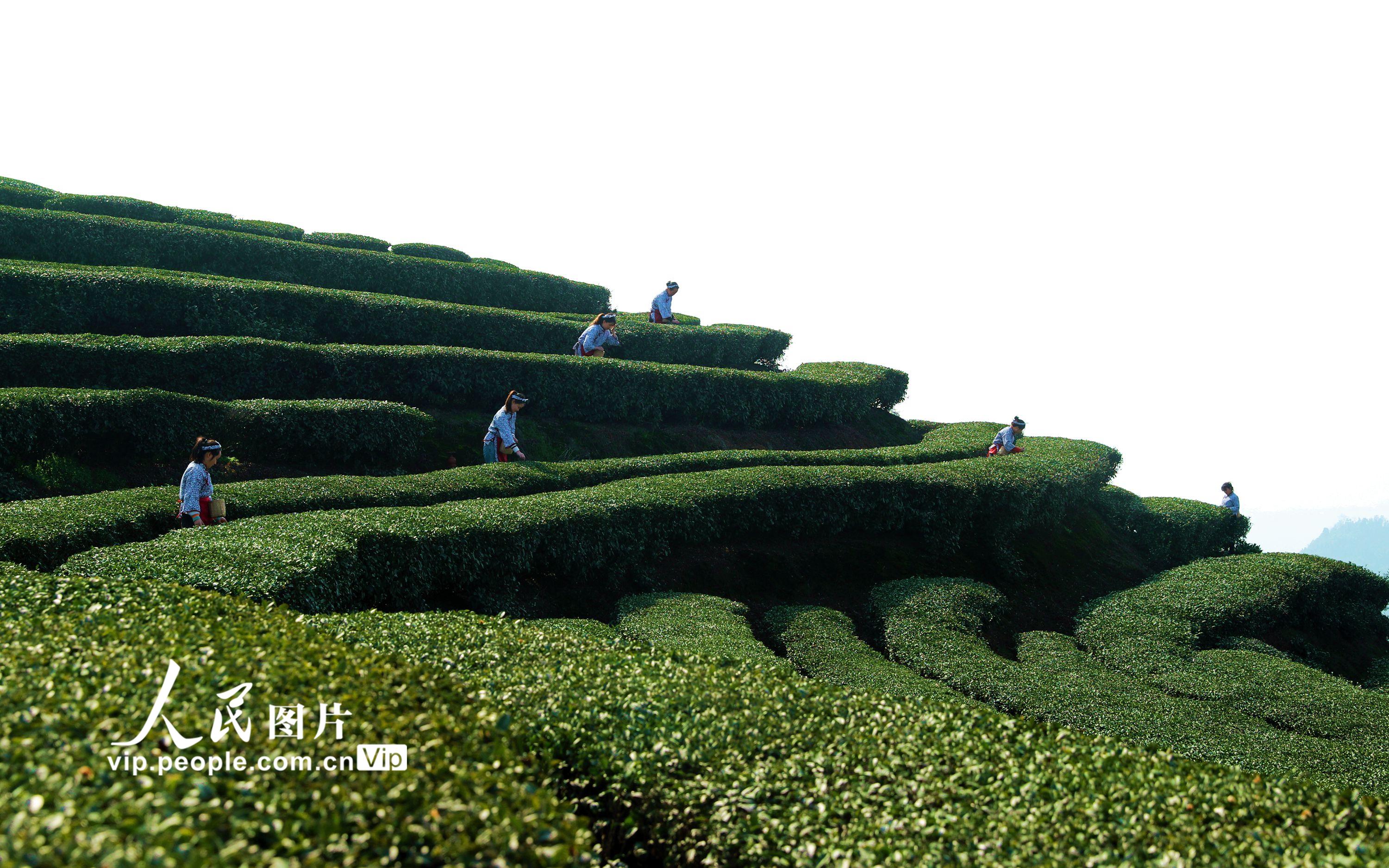 2023年1月29日，茶农在四川省泸州市纳溪区护国镇梅岭村长坡茶园采摘春茶。 