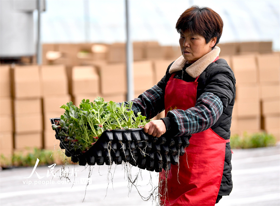 农民在育苗基地整理西瓜苗。