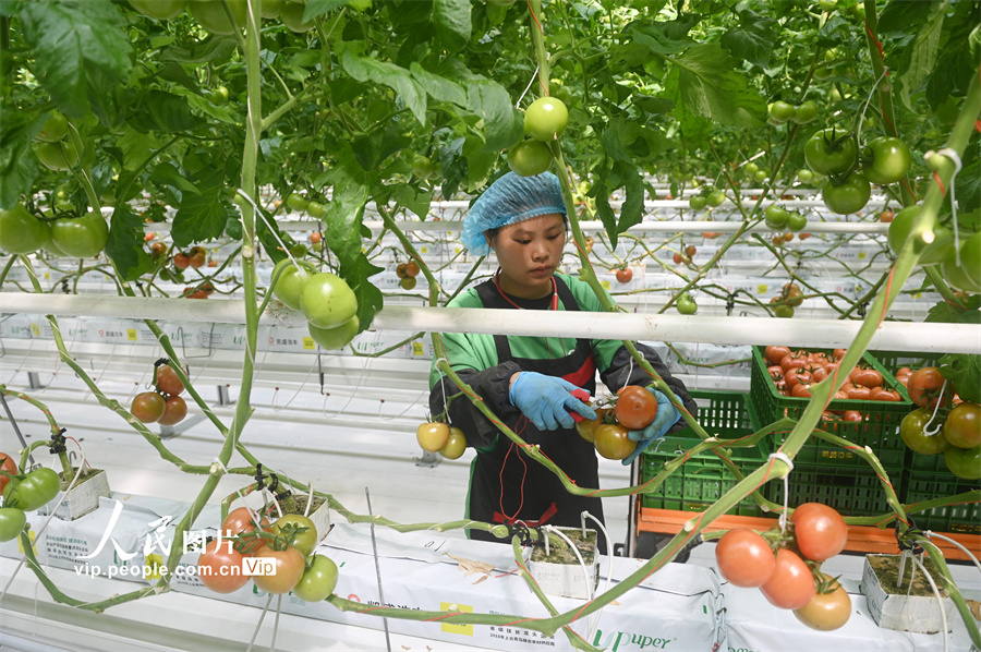 4月10日，四川省内江市资中县银山镇现代农业园区，工作人员在智慧温室大棚内采收番茄。