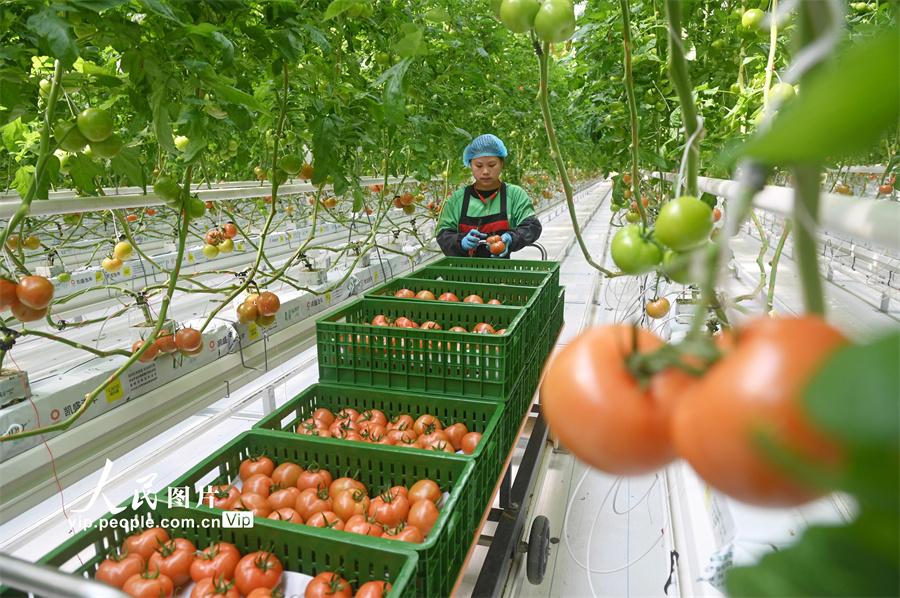 4月10日，四川省内江市资中县银山镇现代农业园区，工作人员在智慧温室大棚内采收番茄。
