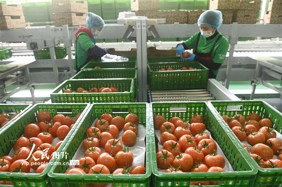 4月10日，四川省内江市资中县银山镇现代农业园区，工作人员在智慧温室大棚内分拣、包装番茄。