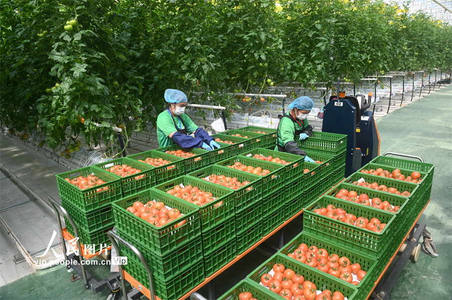 4月10日，四川省内江市资中县银山镇现代农业园区，工作人员在智慧温室大棚内转运番茄。