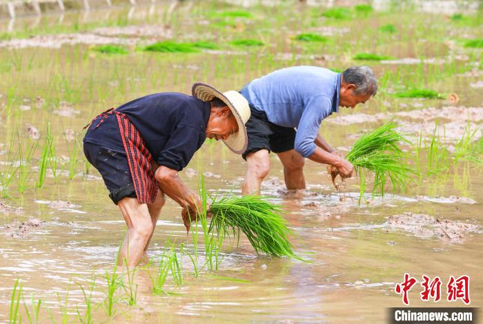 当地农民抢抓农时栽插水稻秧苗，乡村田野一派农忙景象。　冯 林 摄