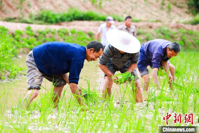 当地农民抢抓农时栽插水稻秧苗，乡村田野一派农忙景象。　冯 林 摄