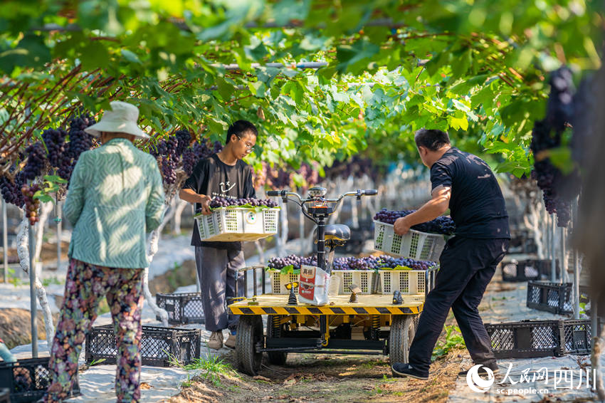 7月18日，在四川省眉山市彭山区公义镇果怡农业科技有限责任公司葡萄园里，果农正在搬运葡萄。翁光建摄 